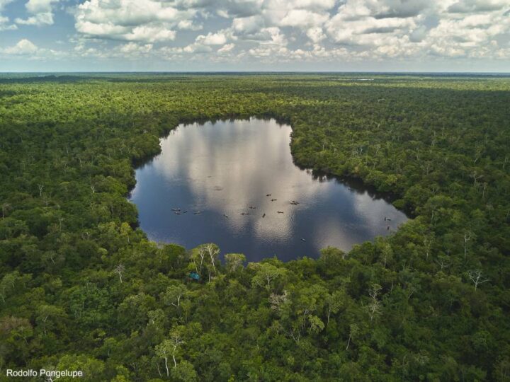 Dia da Amazônia: curiosidades sobre a maior floresta tropical do mundo