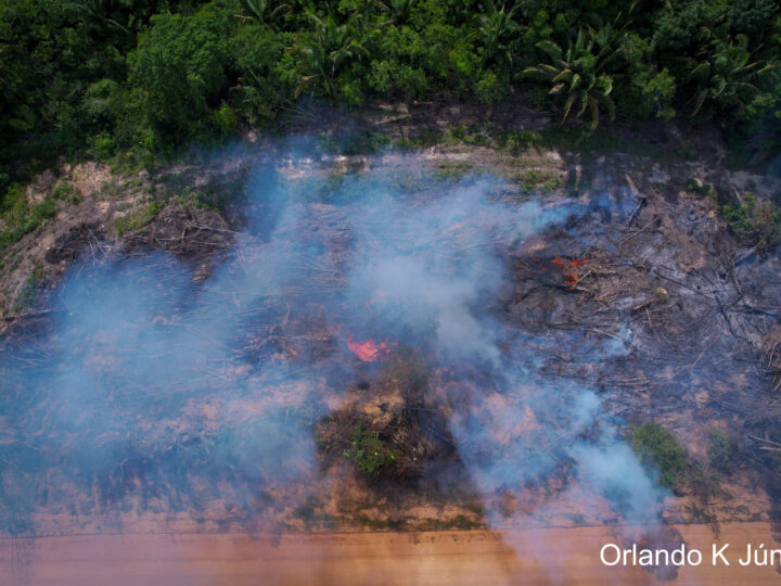 Como o desmatamento na Amazônia tem afetado a saúde pública?