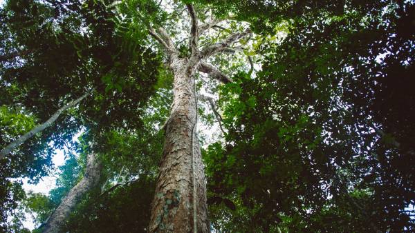 Árvore no meio da Amazônia.