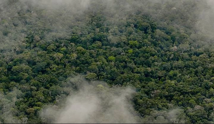 IPI e desmatamento na Amazônia