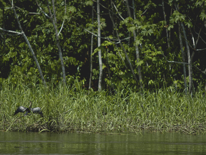 A COP22 e o Amazonas