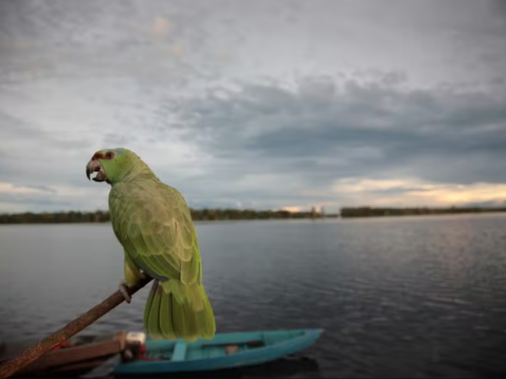Amazônia como símbolo global da biodiversidade