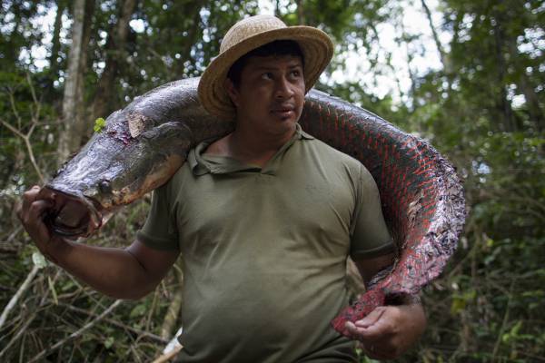 Ribeirinho levando pirarucu (peixe típico do Amazonas) em suas costas.