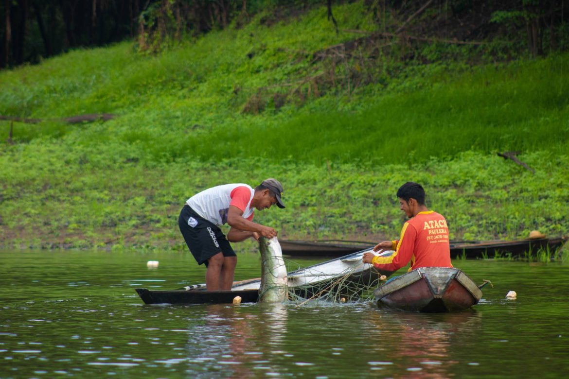 Dois homens em canoas, realizando o manejo de pirarucu.