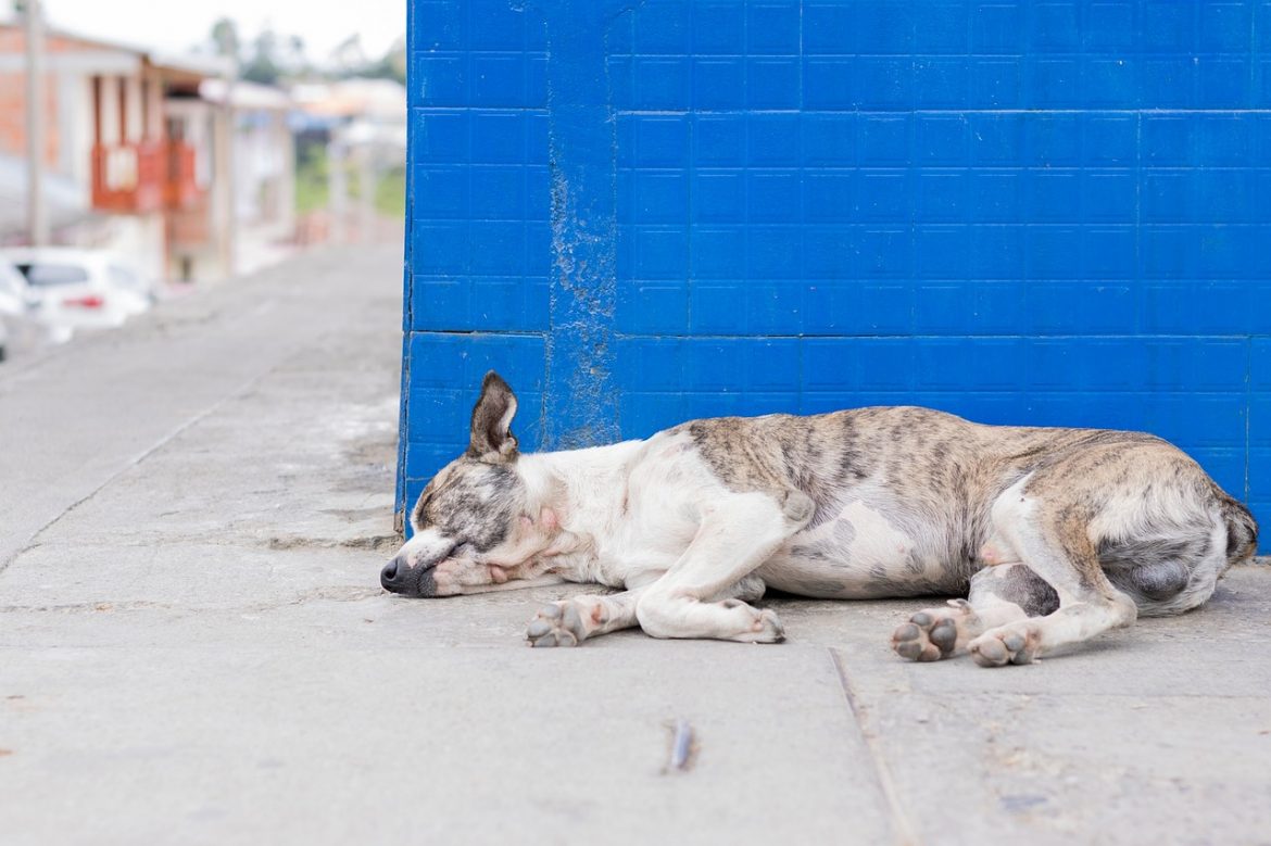 Cachorro dormindo na rua.