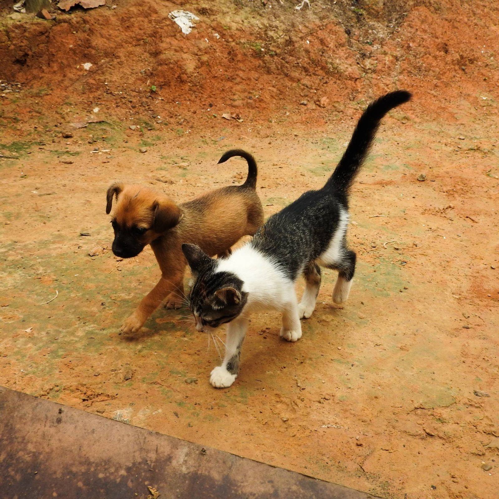 Filhote de gato e cachorro andando em areia.