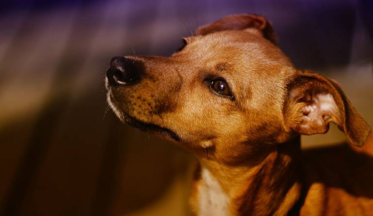 Imagem de cachorro olhando pra cima.