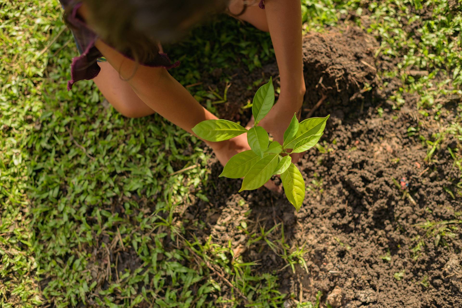 Criança plantando uma muda.