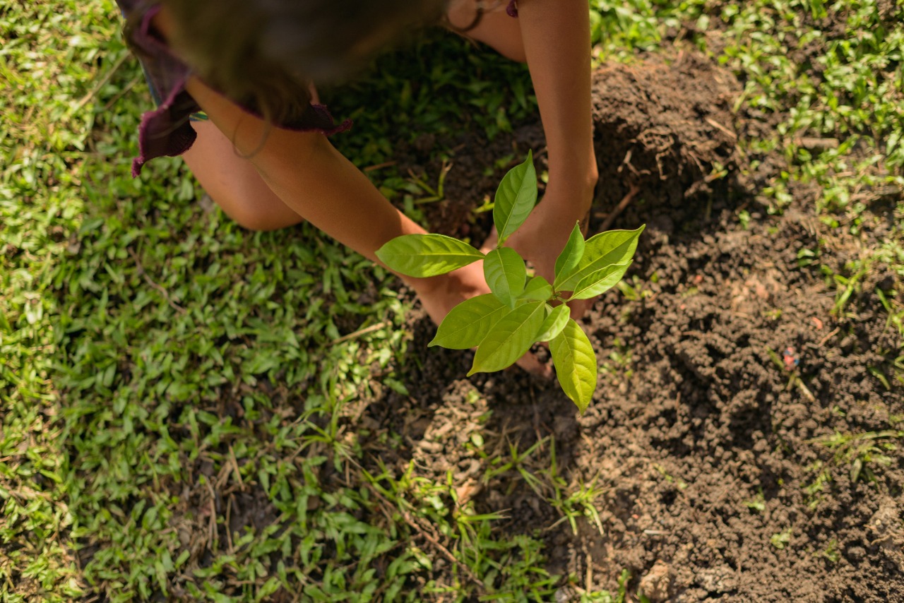 Criança plantando uma muda.