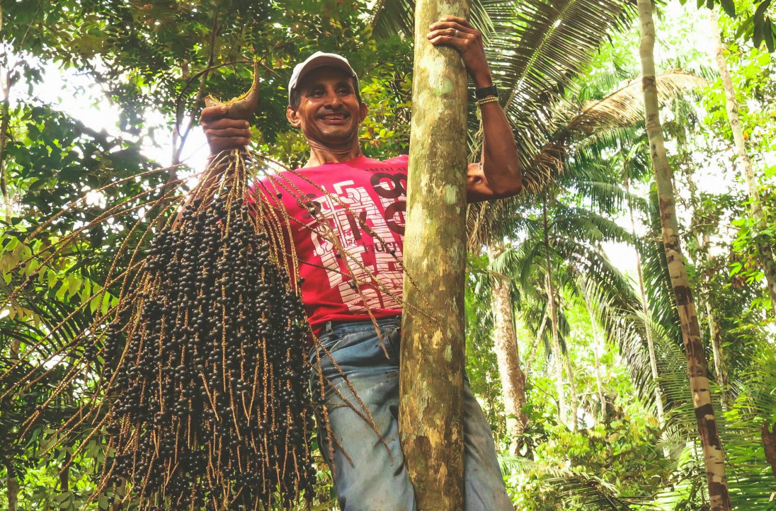 Homem coletando açaí na Amazônia.