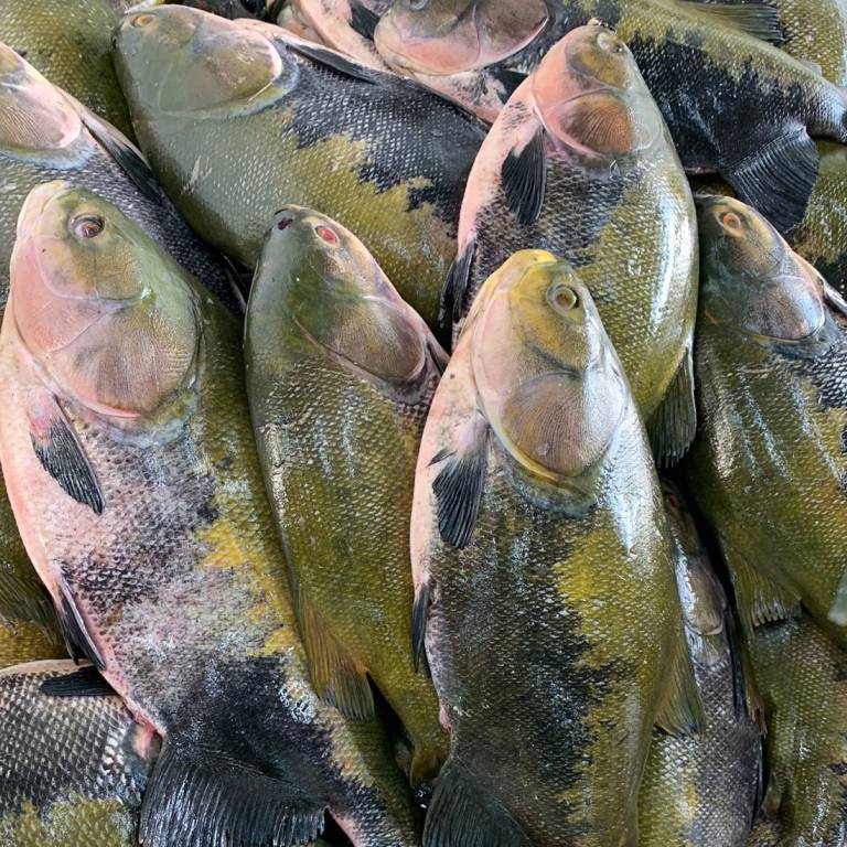 Tambaquis expostos na Feira do Tambaqui, realizada pela Fundação Amazônia Sustentável (FAS).