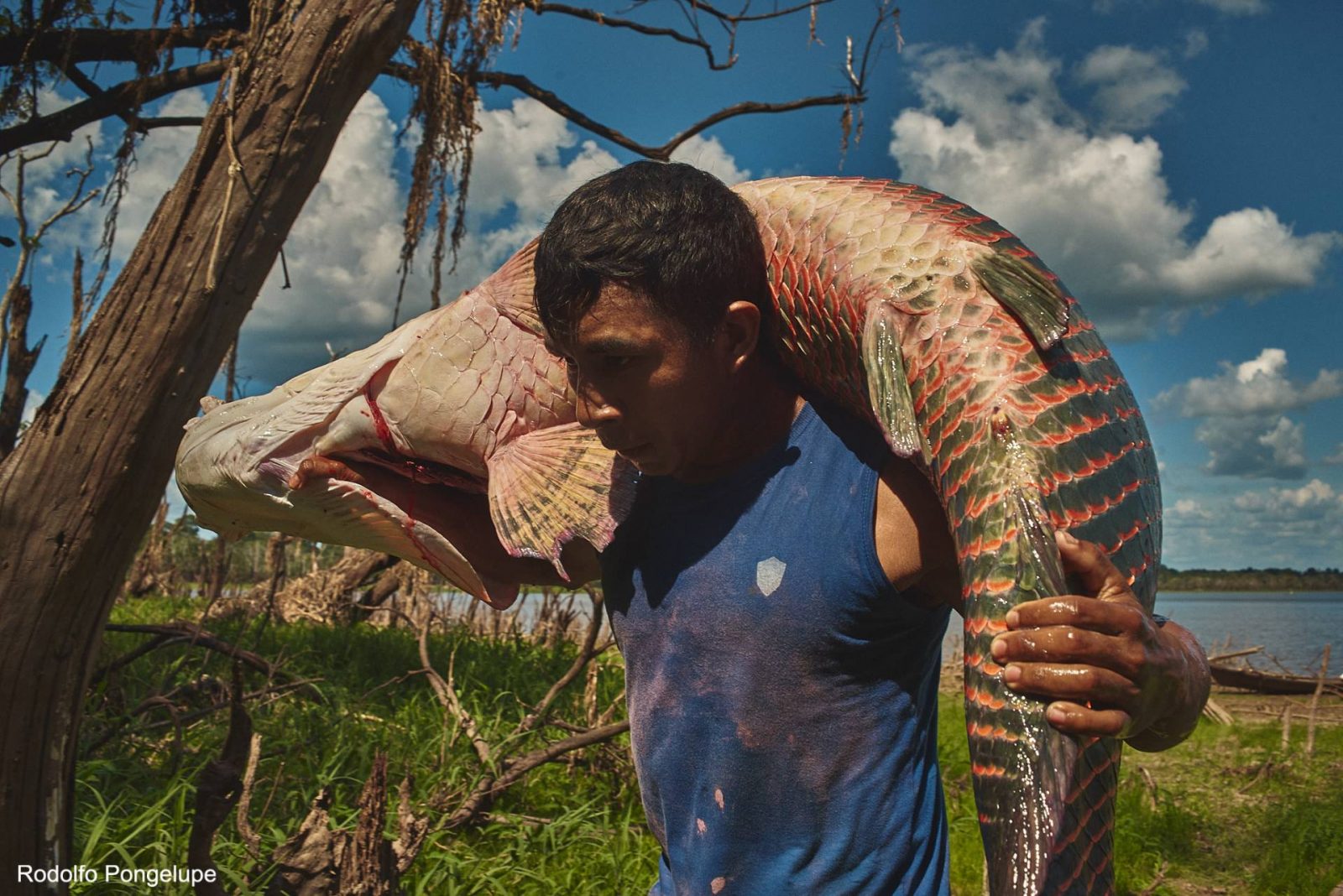 Homem carregando Pirarucu (peixe típico da Amazônia) em suas costas.