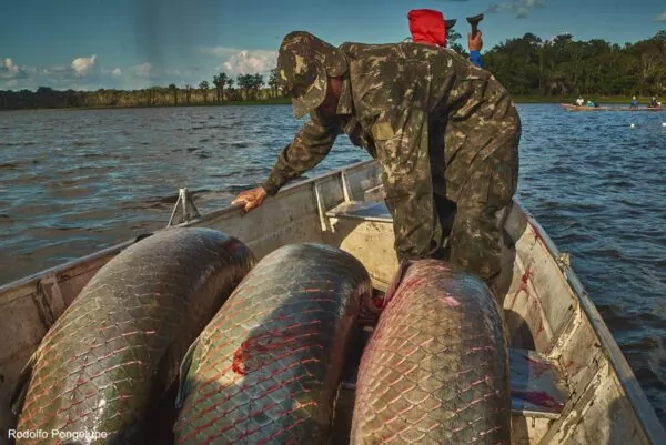 Homem arrumando pirarucus (peixe típico da Amazônia) dentro de barco.