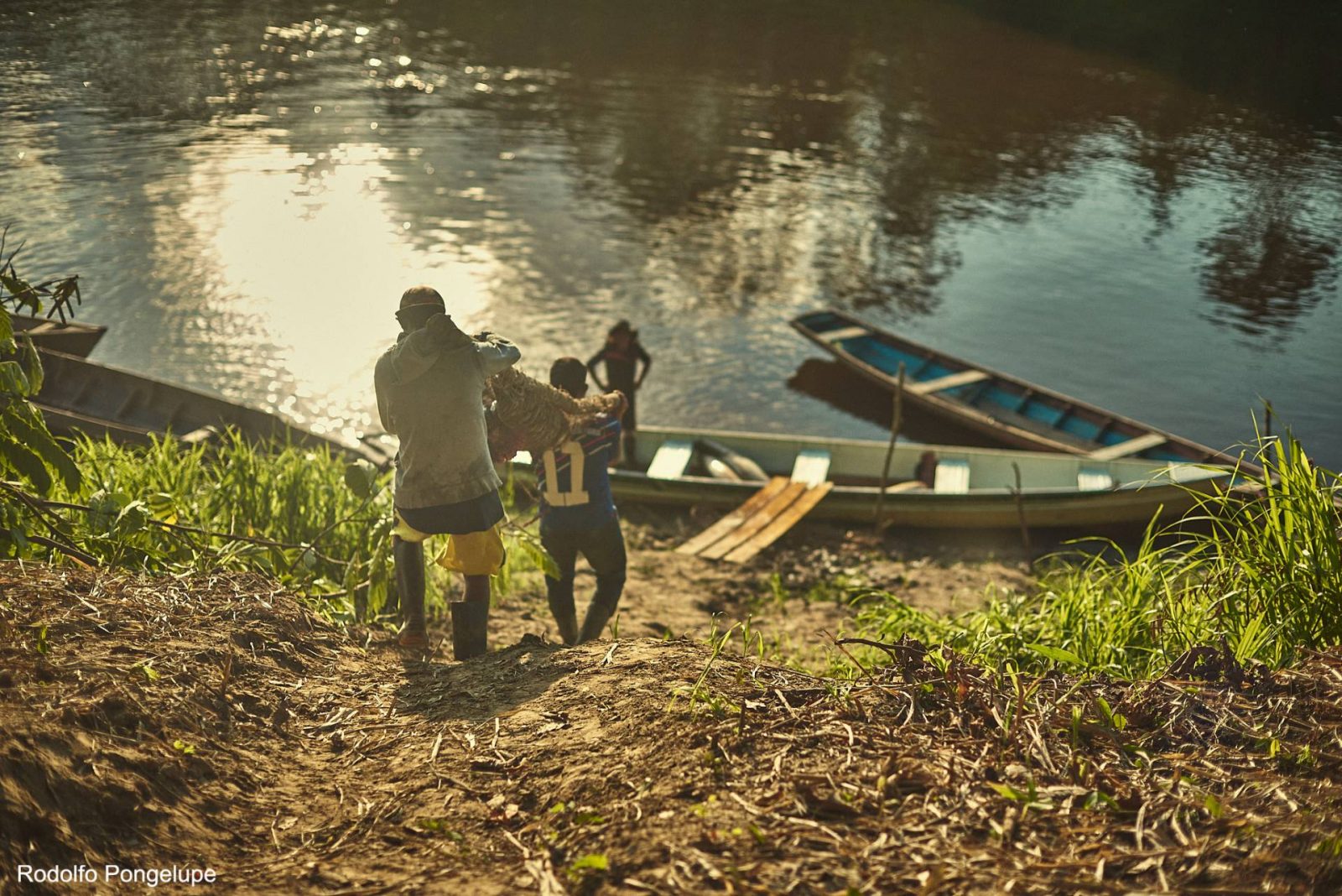 Homens carregando pirarucu para colocar em canoa no interior do Amazonas.