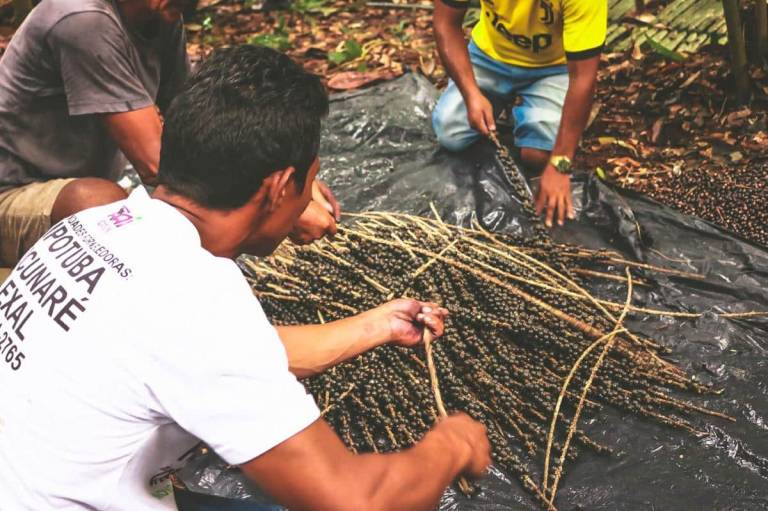 Homem fazendo coleta de açaí no meio da floresta.