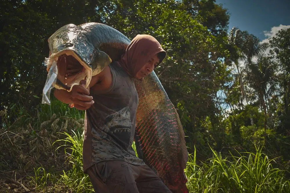 Homem carregando um peixe nativo da Amazônia, chamado Pirarucu.