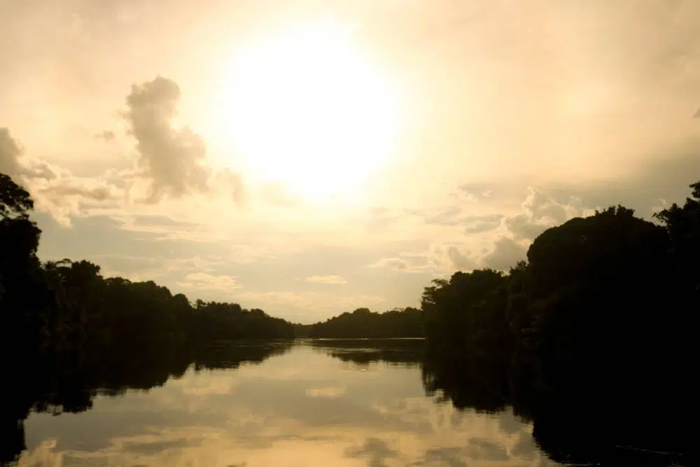 Imagem de floresta amazônica ao pôr do sol.