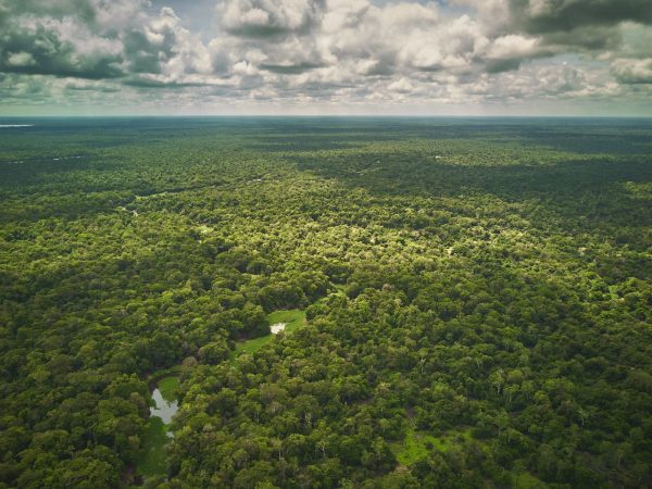 Foto panorâmica da floresta amazônica.