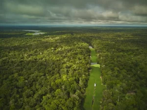 Foto panorâmica da floresta amazônica.
