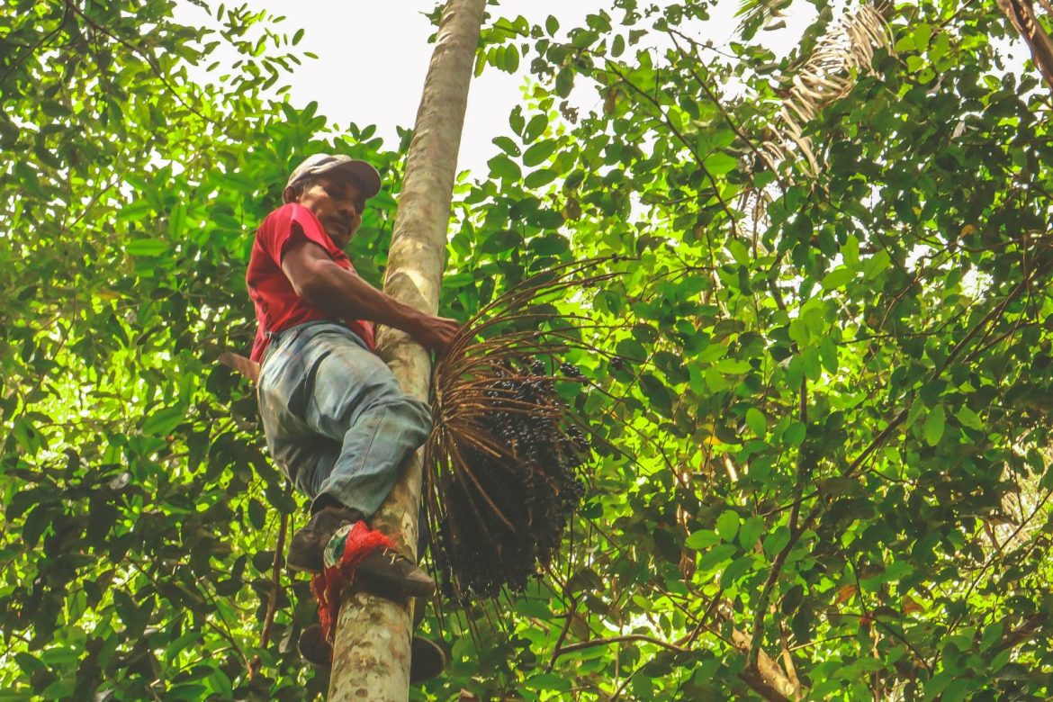 Homem coletando açaí na Amazônia.