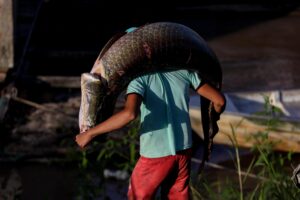 Homem carregando pirarucu durante atividade de manejo no interior do Amazonas.