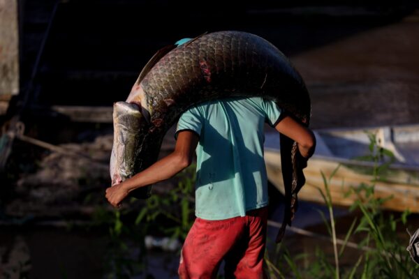 Homem carregando pirarucu durante atividade de manejo no interior do Amazonas.