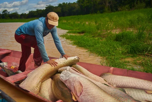 Homem pescando pirarucu durante período de manejo no interior do Amazonas.