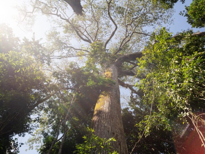 Novo santuário de árvores gigantes é revelado na Amazônia