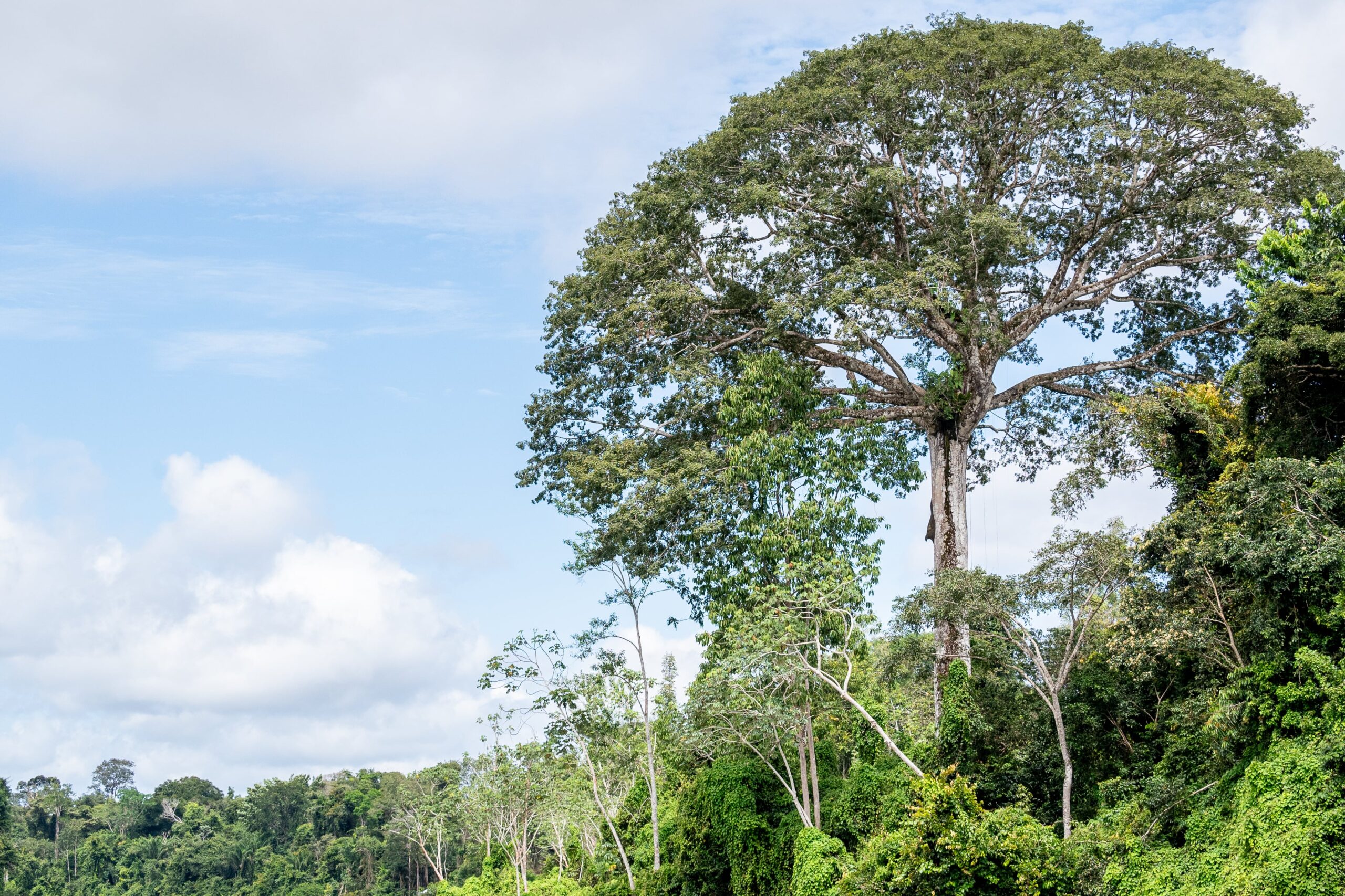Fatos Sobre Arvores Da Floresta Amazonica 7 Curiosidades Sobre A