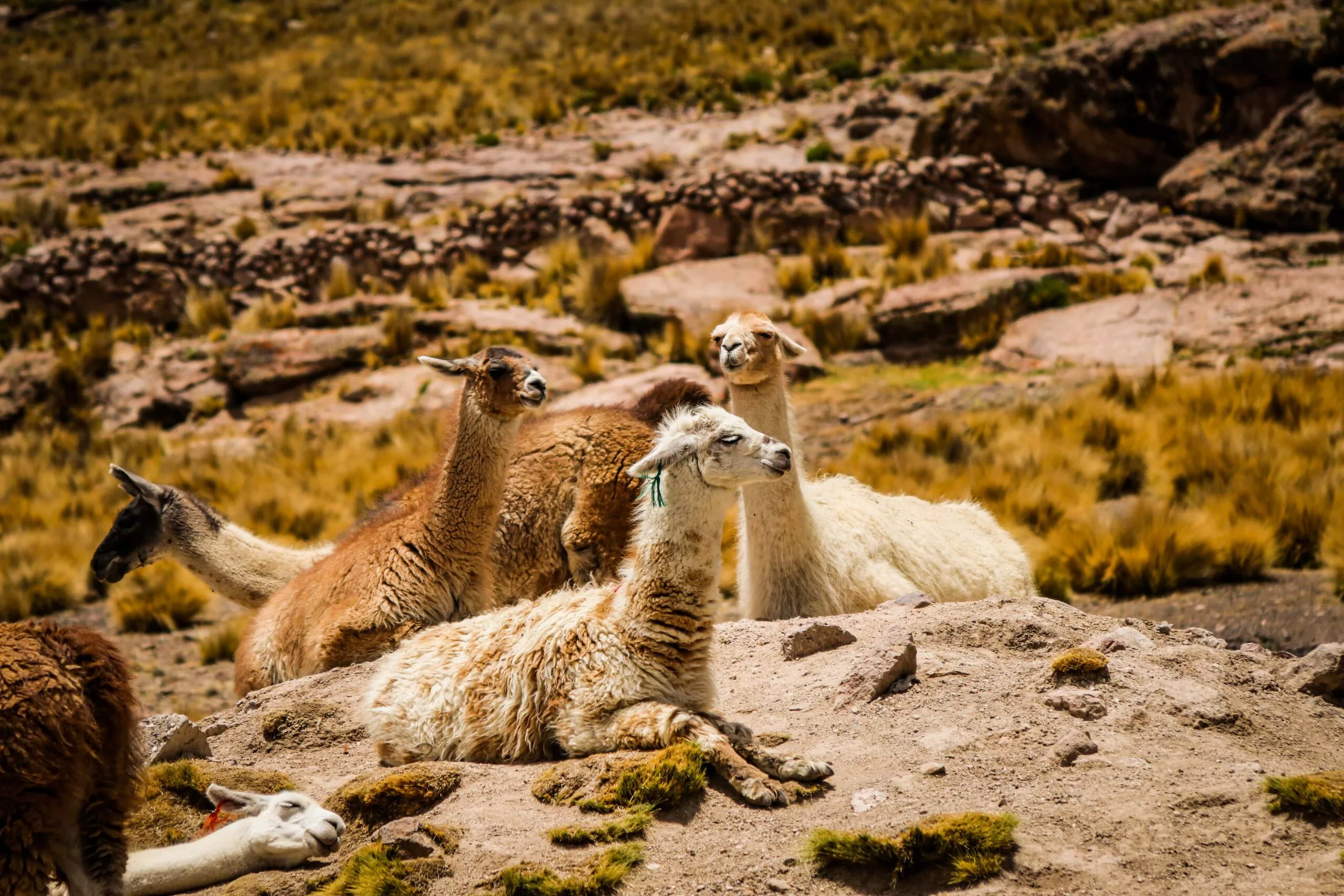 Rio Amazonas: uma jornada até a nascente do maior rio do mundo