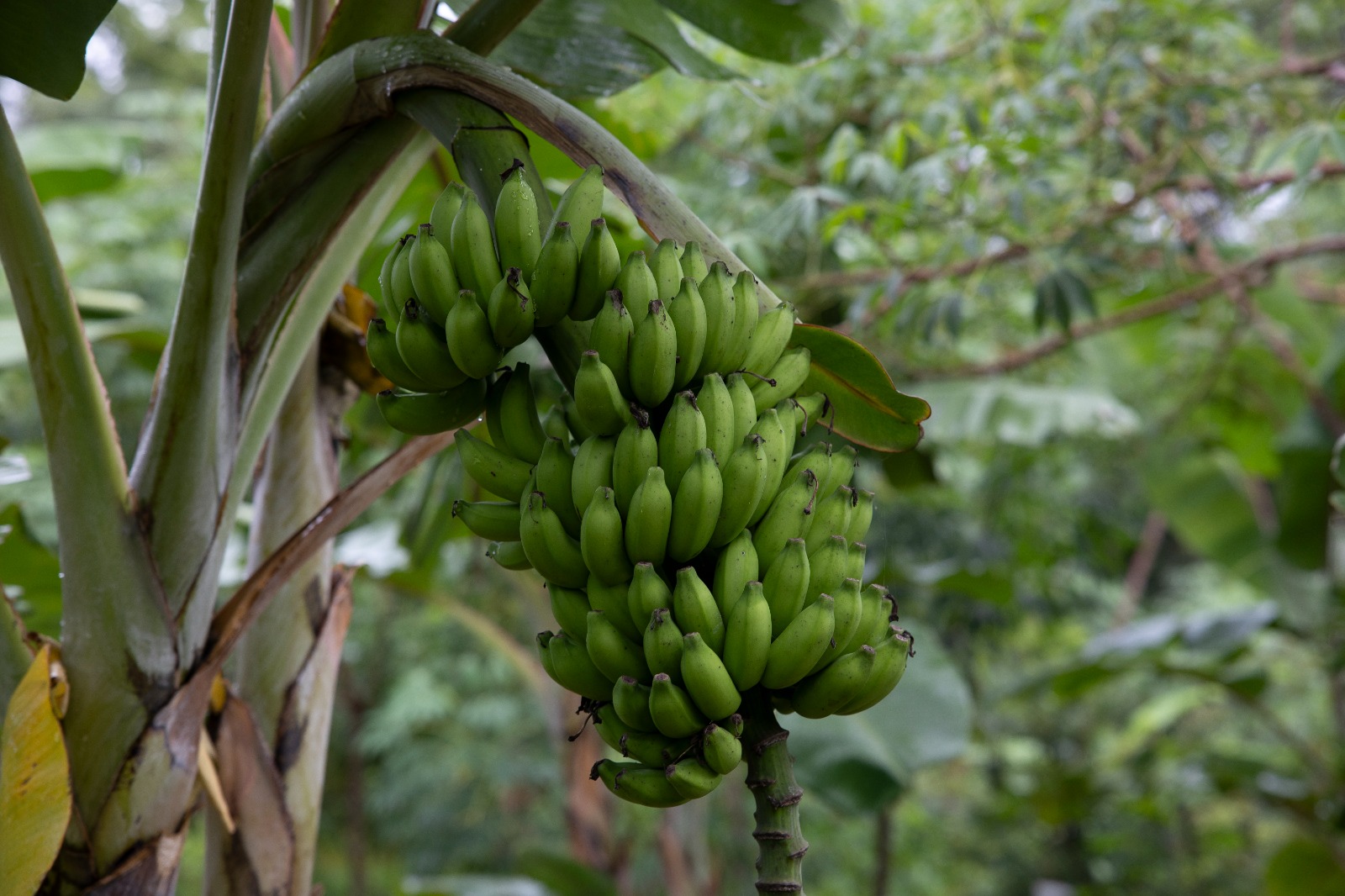 Produtos da sociobiodiversidade amazônica